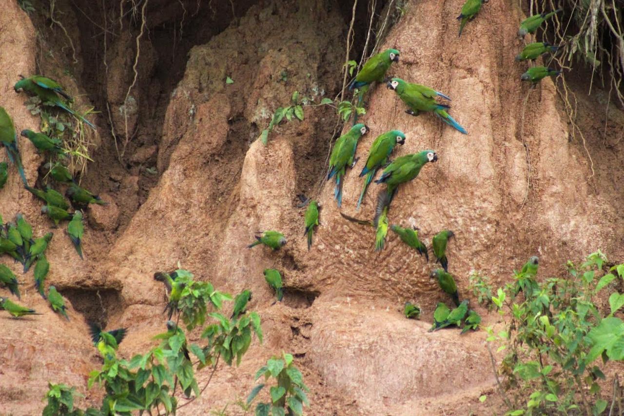 Tronco Tambopata Adventure Otel Puerto Maldonado Dış mekan fotoğraf